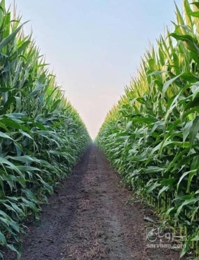 فروش چاپر ذرت - سیلاژ ذرت