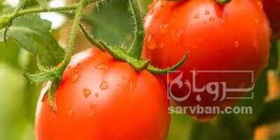 فروش گوجه فرنگی | سروبان
