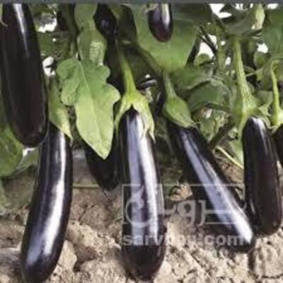 فروش بادمجان