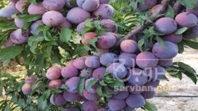 فروش آلو شابلون