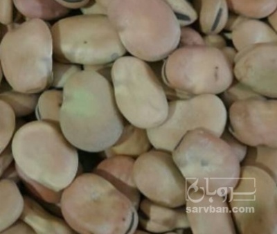 فروش باقلا تازه - باقالی - باقالا