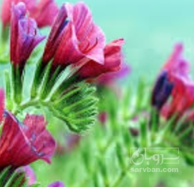 فروش گل گاو زبان - گاوزبان (گیاه‌ دارویی)