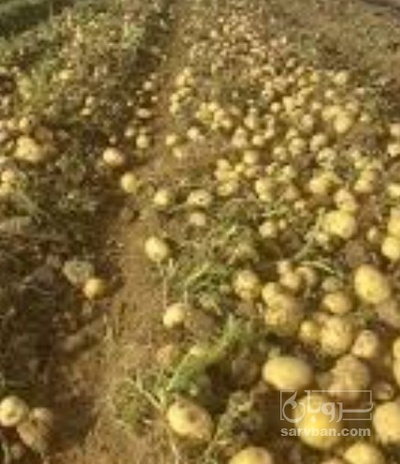 فروش سیب زمینی بذری کارلیا