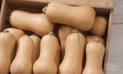 فروش کدو حلوایی ساکاتا