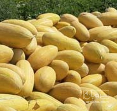 فروش خربزه