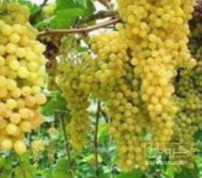 فروش انگور