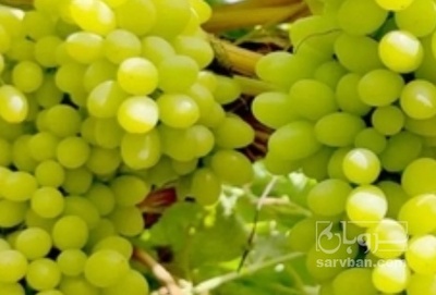 فروش انگور پیش رس