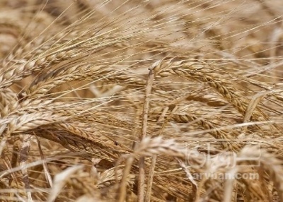 فروش جو