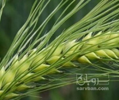 فروش گندم