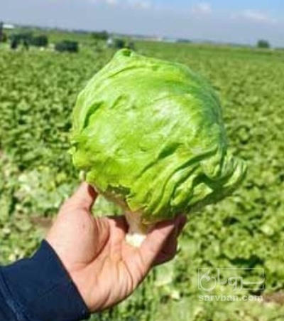 فروش کاهو ایسبرگ - آیسبرگ