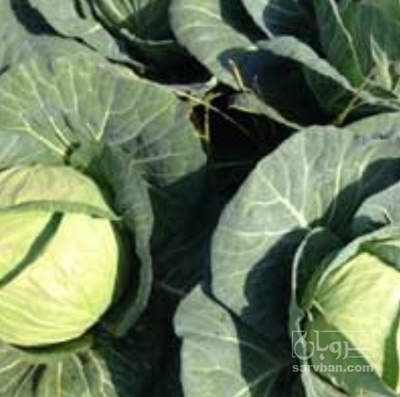 فروش کلم برگی سفید