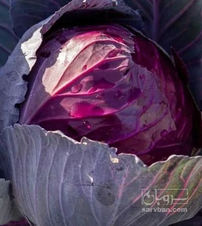 فروش کلم برگی قرمز