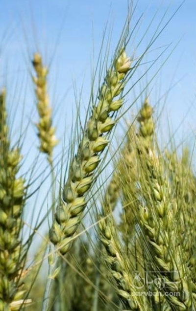 فروش گندم