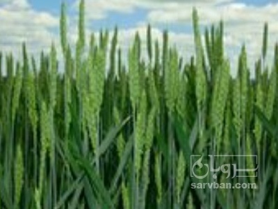 فروش گندم