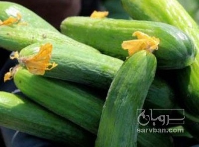 فروش خیار | سروبان