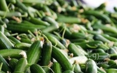 فروش خیار خیار شوری | سروبان