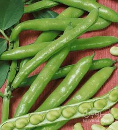 فروش باقلا تازه - باقالی - باقالا