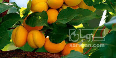 فروش زردآلو
