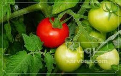 فروش گوجه فرنگی