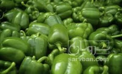 فروش فلفل دلمه ای