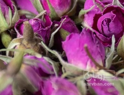 فروش گل محمدی (گیاه‌ دارویی)