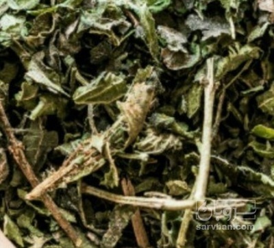 فروش گزنه (گیاه‌ دارویی)