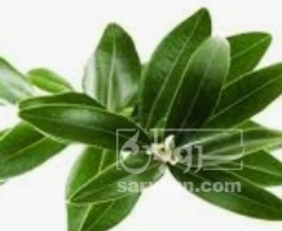 فروش یرگ زیتون (گیاه‌ دارویی)
