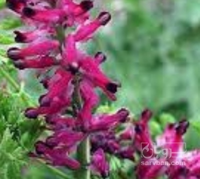 فروش شاه تره - شاتره (گیاه‌ دارویی)