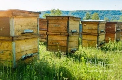 فروش عسل تغذیه