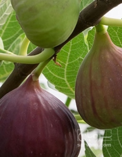 فروش انجیر