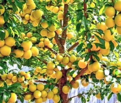 فروش آلو قطره طلا