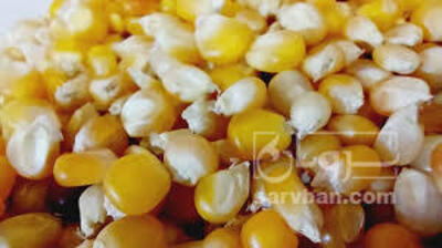 فروش ذرت علوفه ای