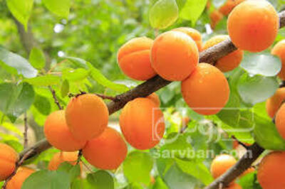 فروش زردآلو