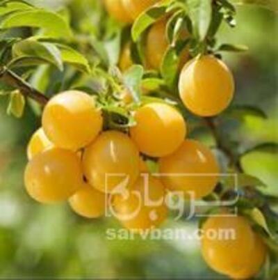 فروش آلوزرد