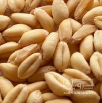 فروش گندم