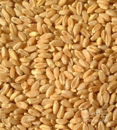 فروش جو