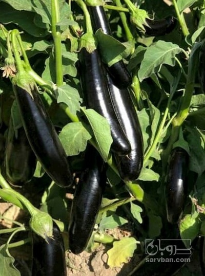 فروش بادمجان