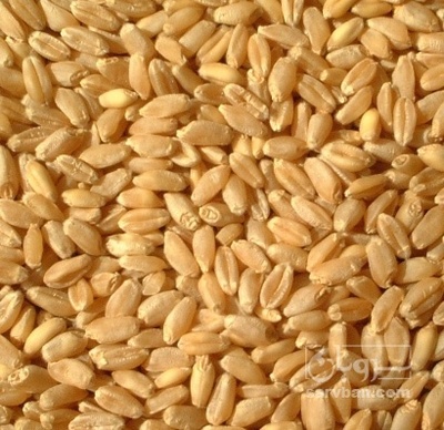 فروش گندم