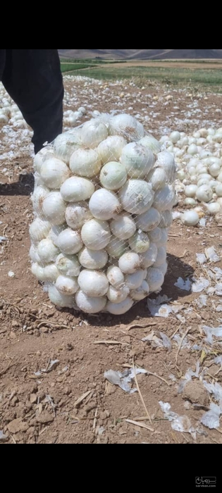 فروش پیازسفید