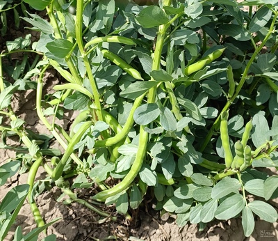 فروش باقلا تازه - باقالی - باقالا