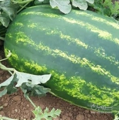 فروش هندوانه بیضی پرو