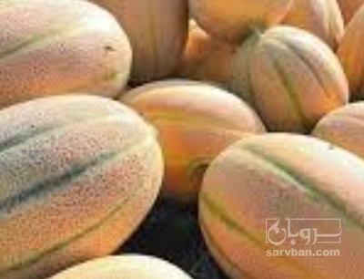 فروش طالبی جانا