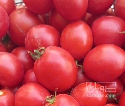 فروش گوجه فرنگی