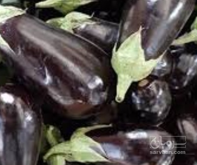 فروش بادمجان | سروبان