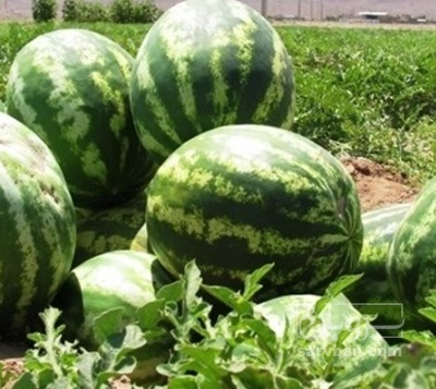 فروش هندوانه گرد