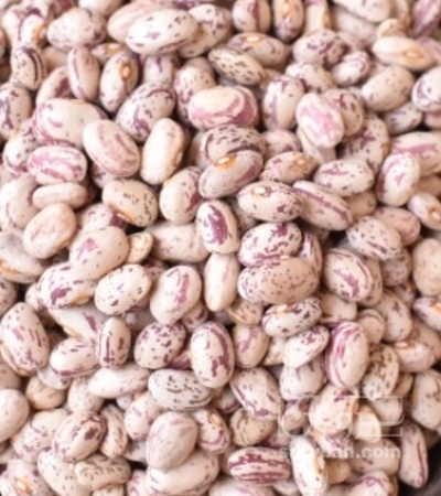 فروش لوبیا چیتی