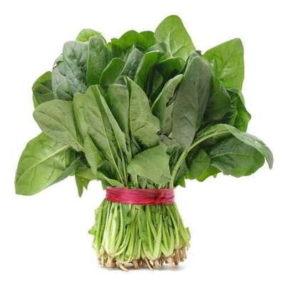 فروش اسفناج