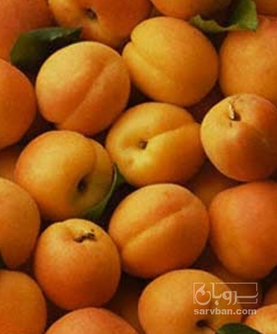 فروش زردآلو