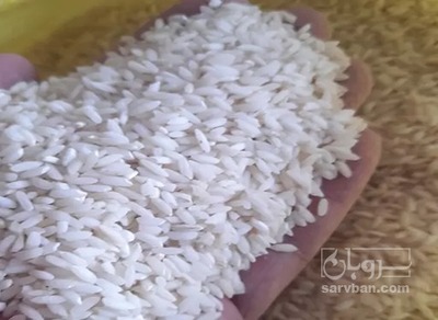 فروش برنج طارم هاشمی