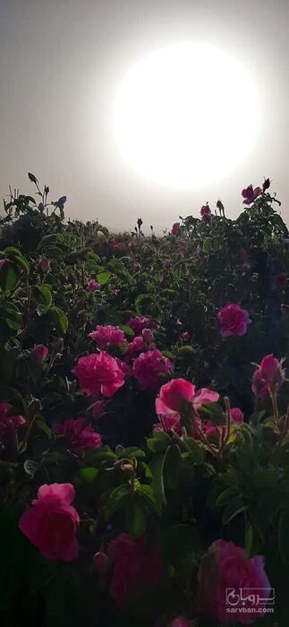 فروش گل محمدی (گیاه‌ دارویی)